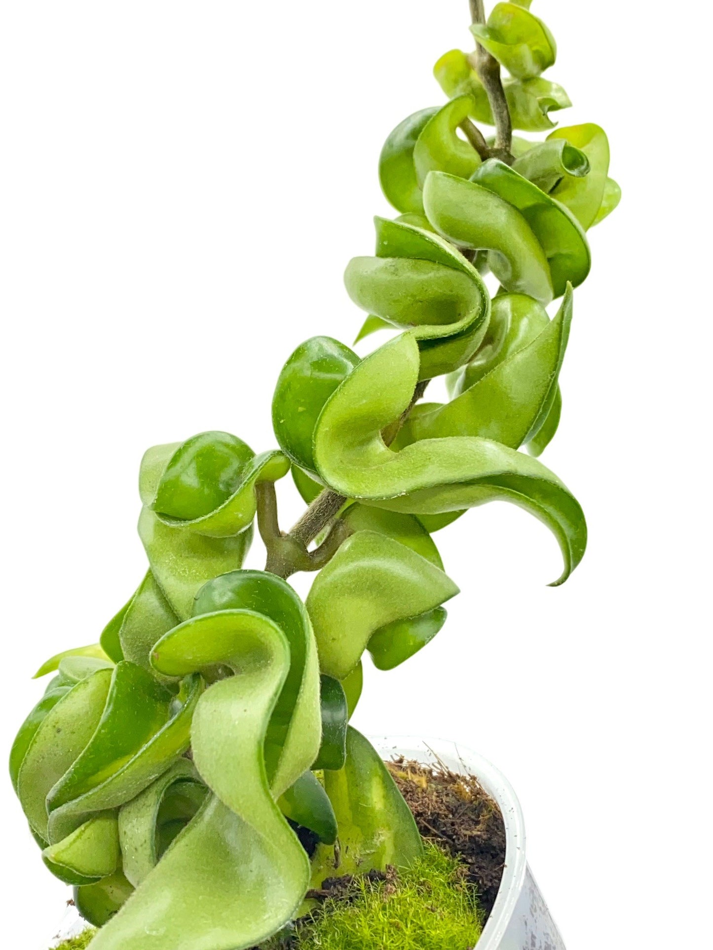 Hoya Carnosa Compacta