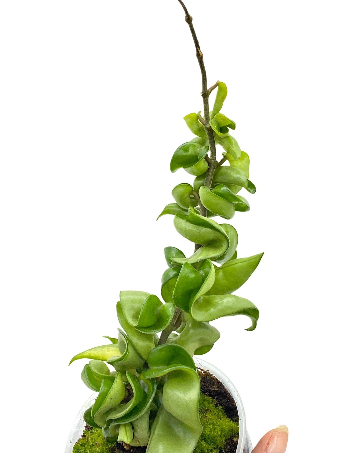 Hoya Carnosa Compacta