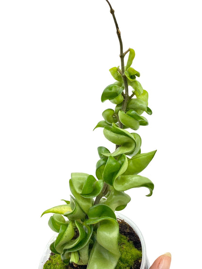 Hoya Carnosa Compacta