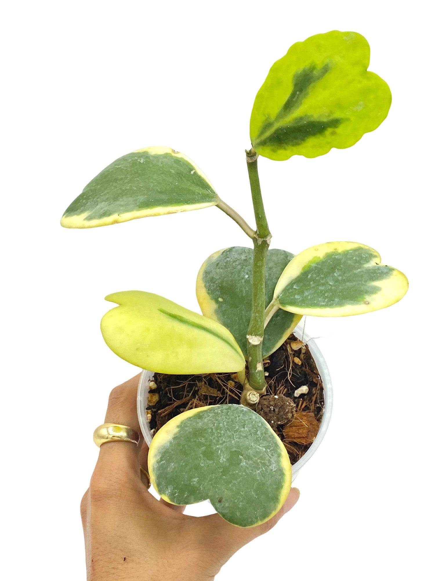 variegated hoya heart succulent Hoya Kerrii Variegata Heart Plant Variegated Foliage – plantandstories