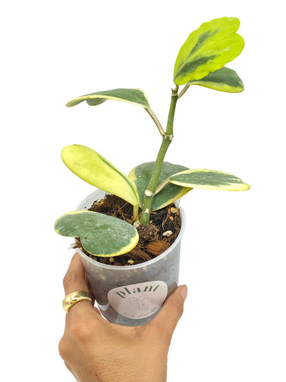 Hoya Kerrii Variegata