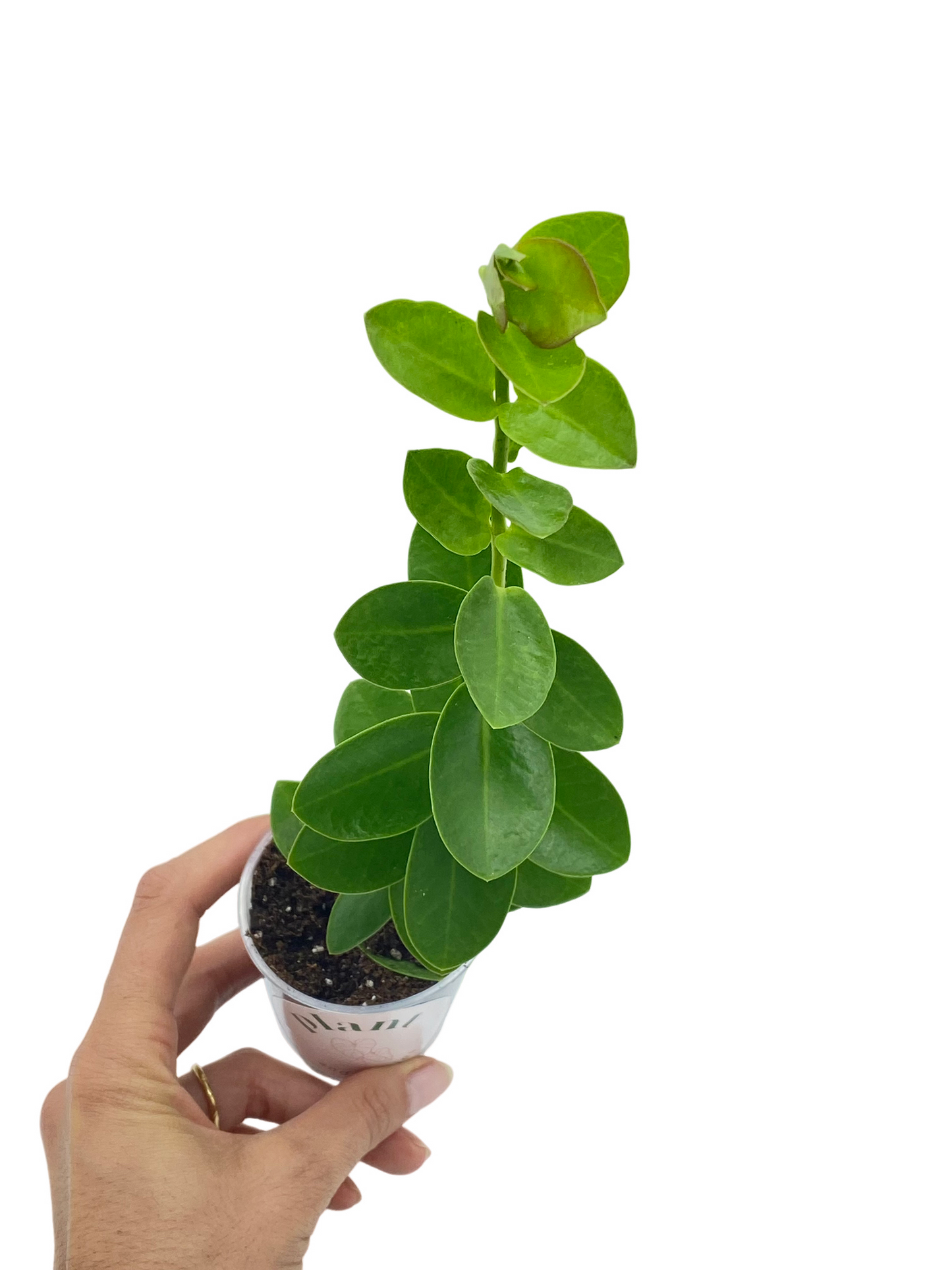 Hoya Cumingiana
