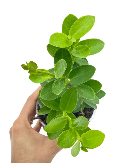 Hoya Cumingiana