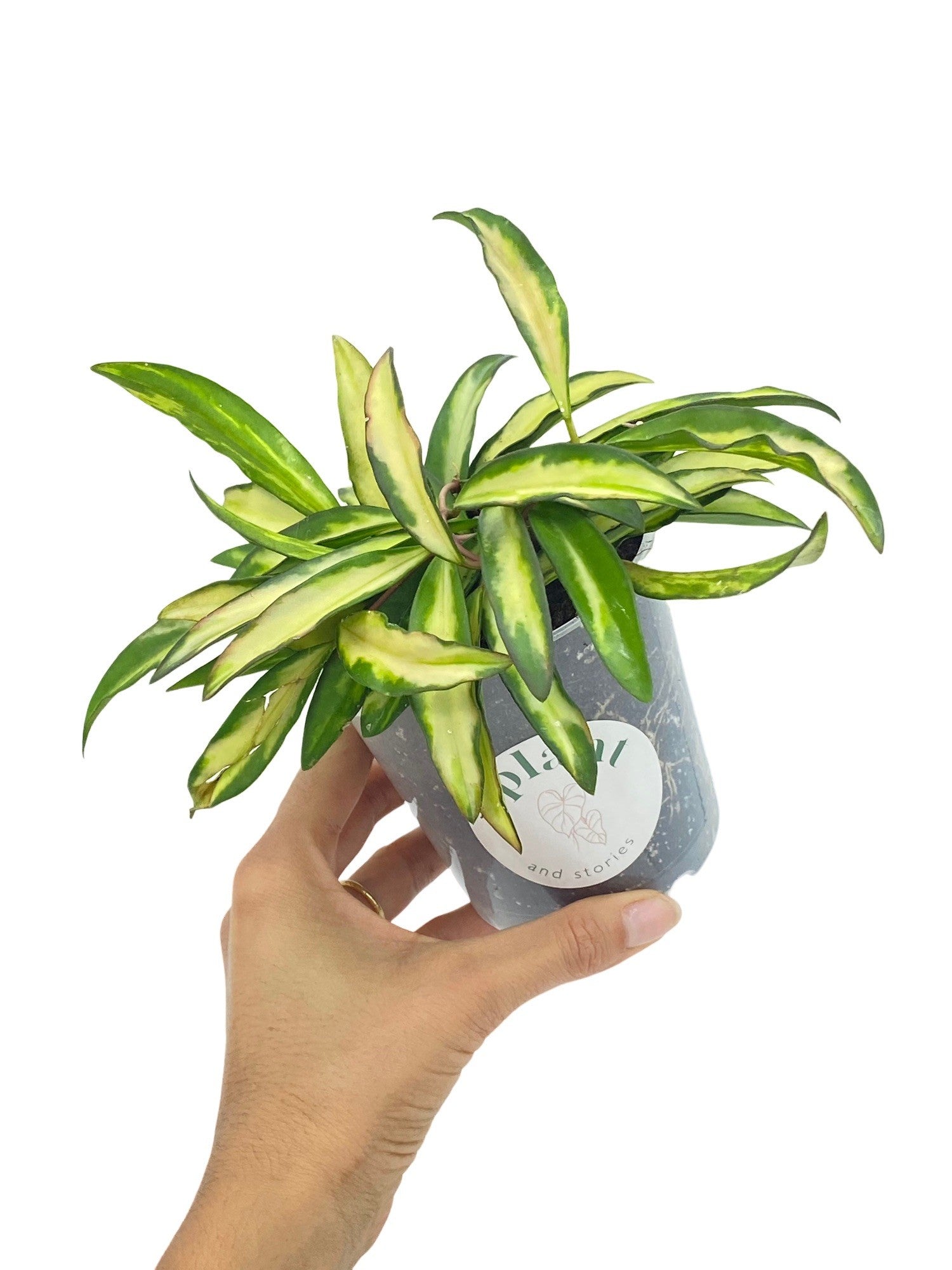 Une Hoya Wayetii variegata aux feuilles panachées vert clair et jaune pâle, présentée dans un pot transparent
