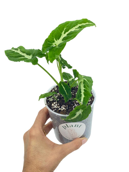 Syngonium Wendlandii