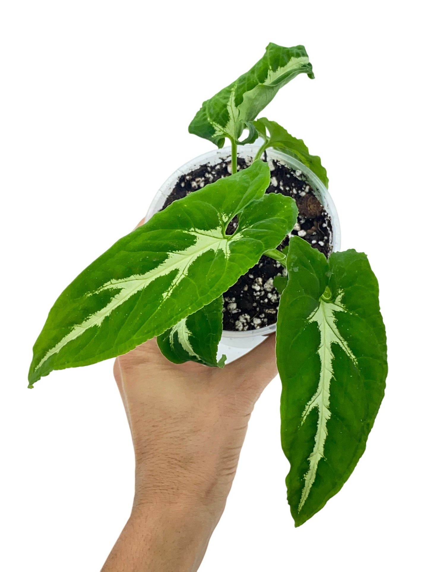 Syngonium Wendlandii