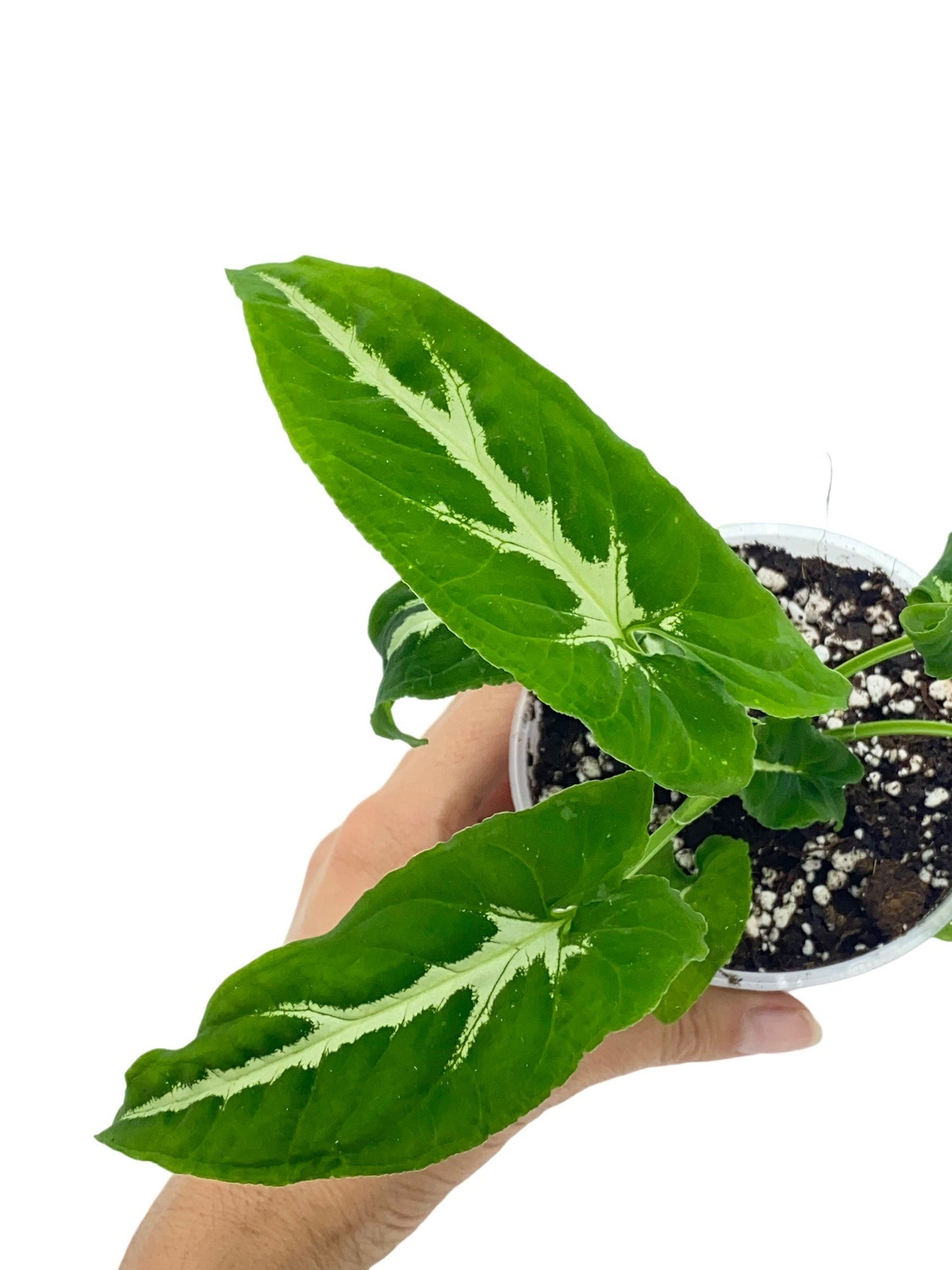 Syngonium Wendlandii