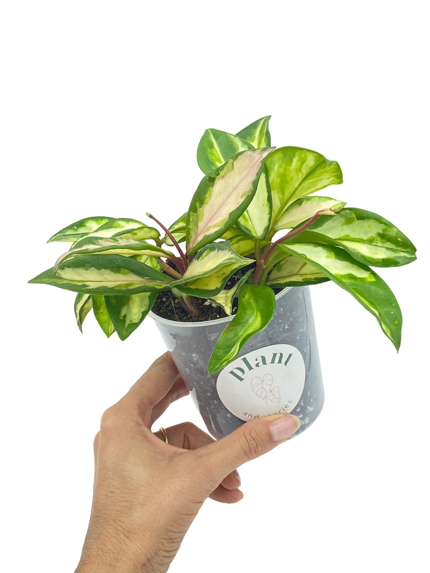 Hoya Carnosa Krimson Princess en pot transparent, avec son feuillage vert panaché de blanc crème et rose