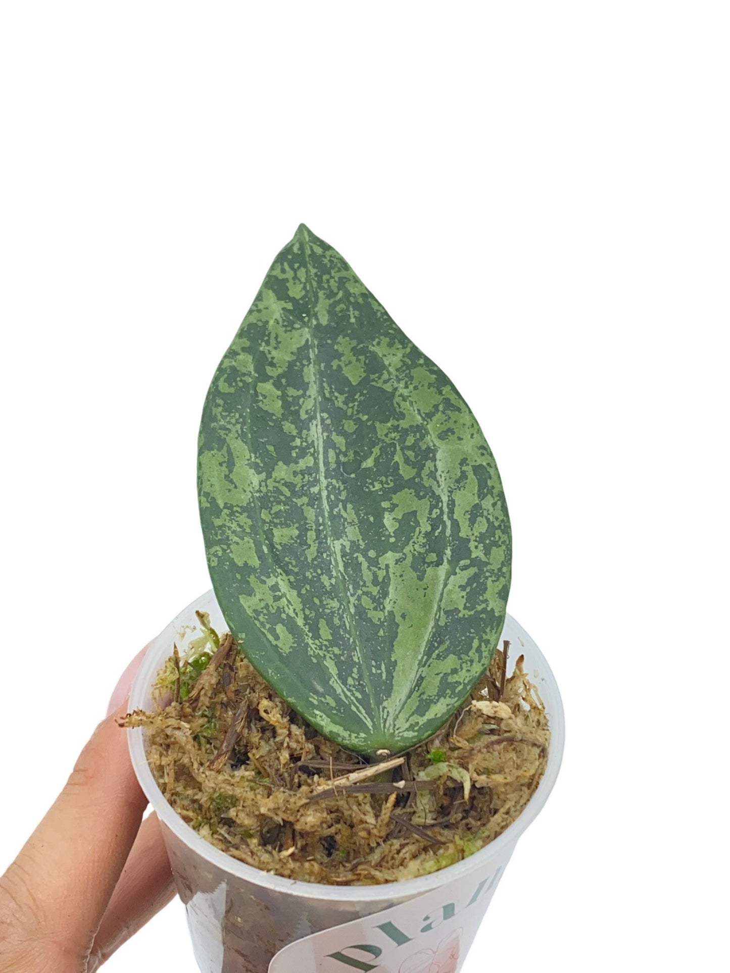 Hoya Rangsan