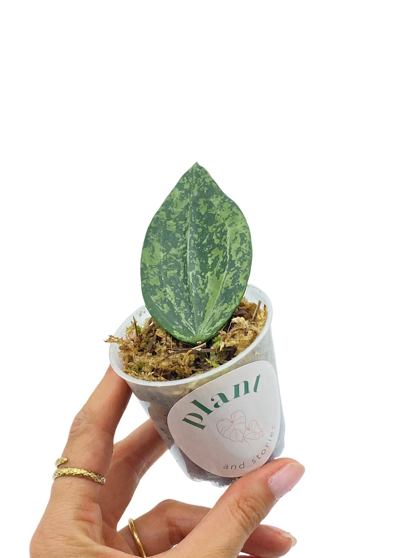 Hoya Rangsan