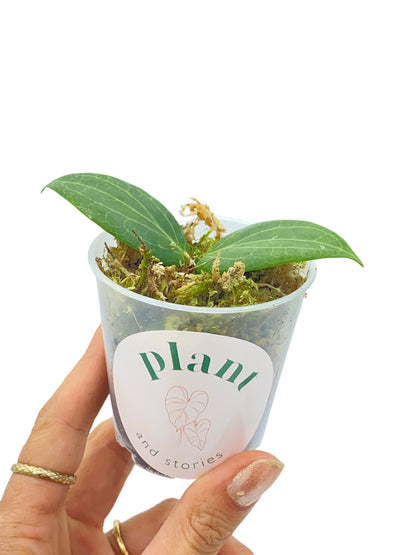 Hoya Fitchii