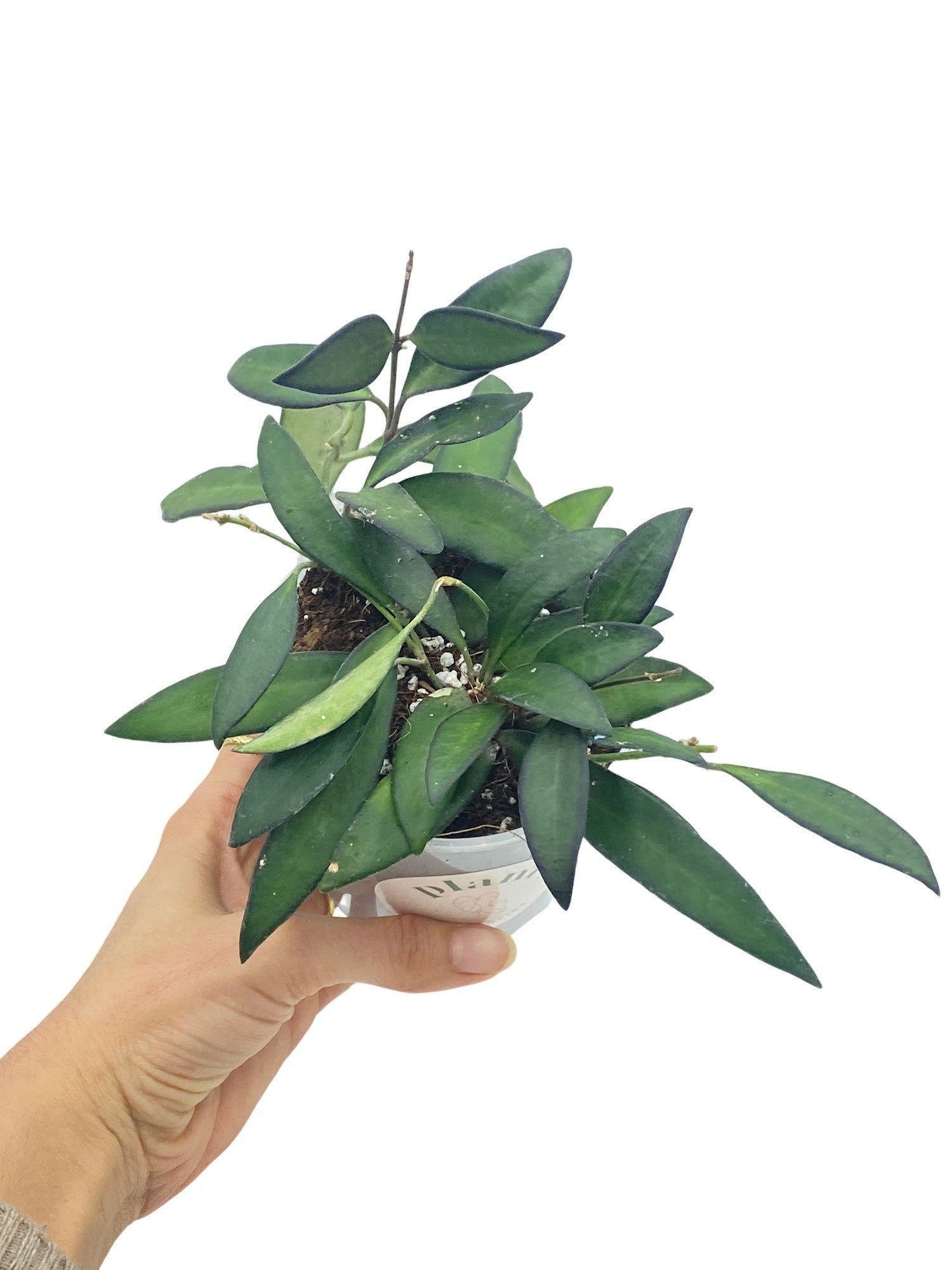Hoya Rosita - plantandstories