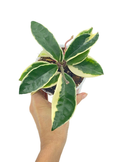 Hoya Carnosa Krimson Queen