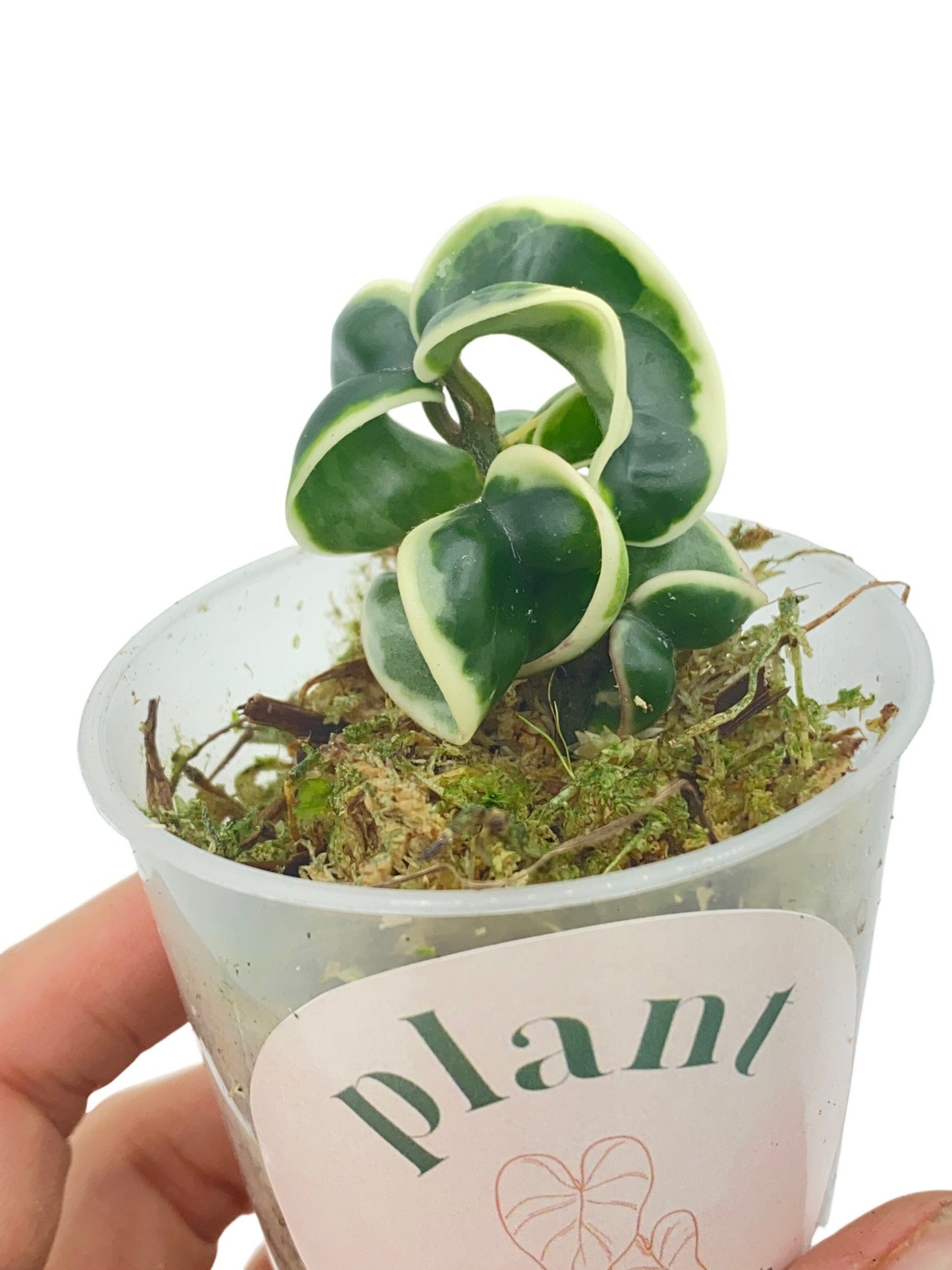Hoya Compacta Variegata
