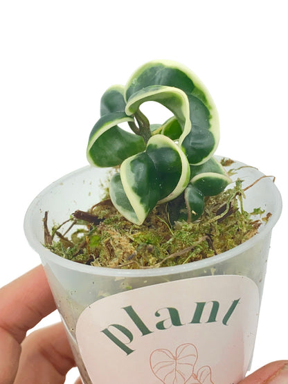Hoya Compacta Variegata