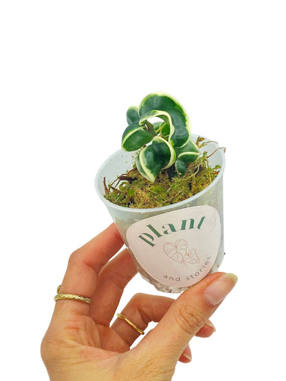 Hoya Compacta Variegata
