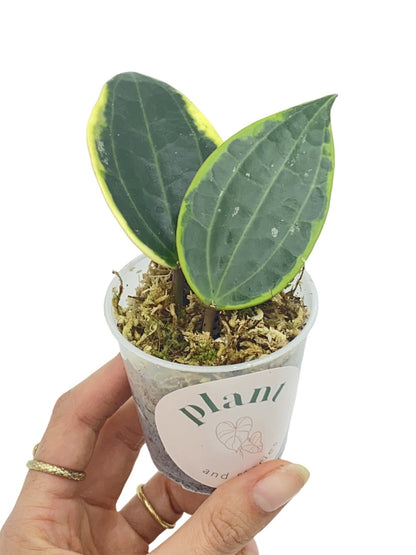 Hoya Latifolia Albomarginata