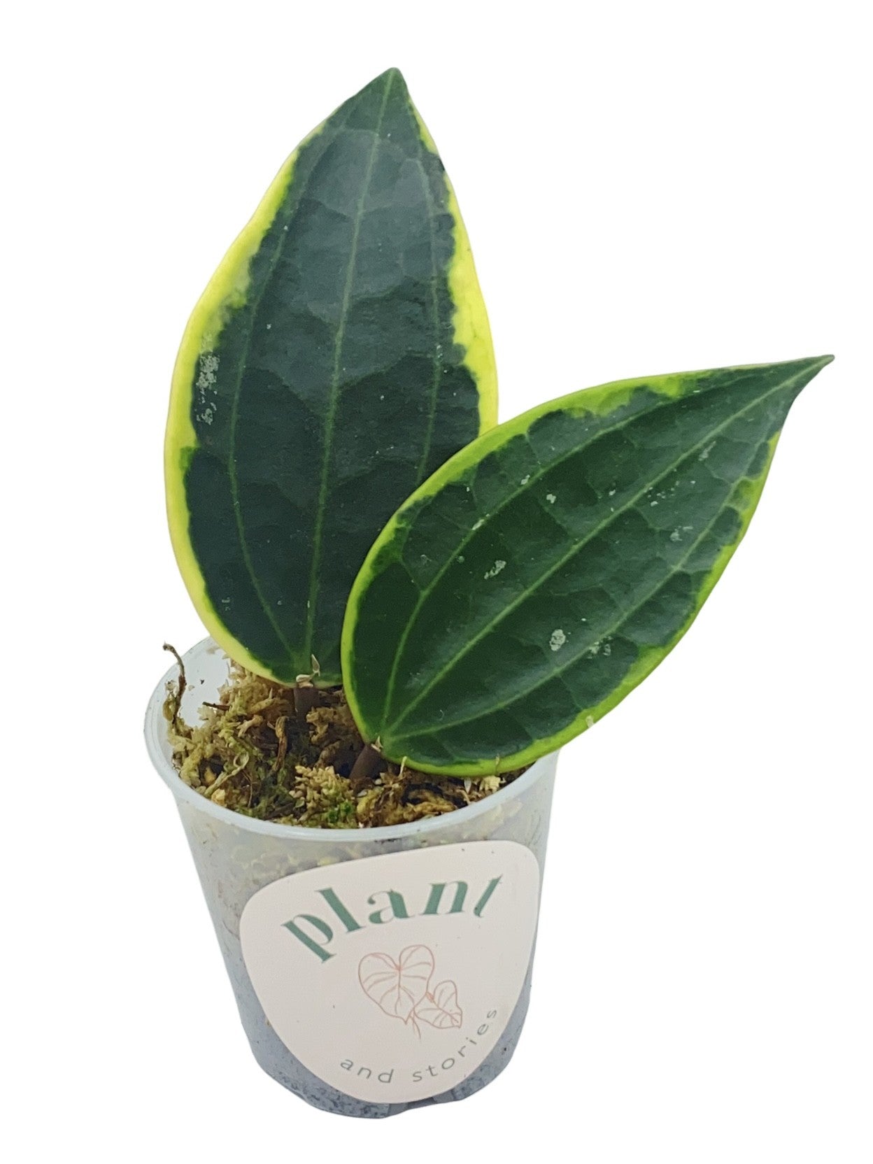 Hoya Latifolia Albomarginata
