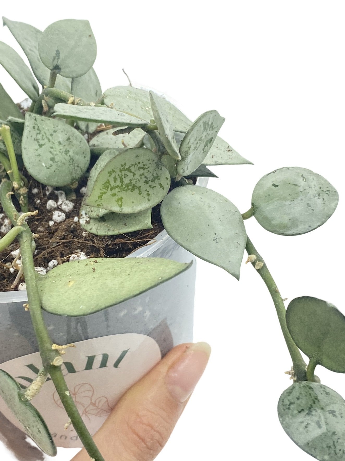 Hoya Silver Eskimo