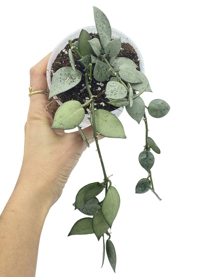 Hoya Silver Eskimo