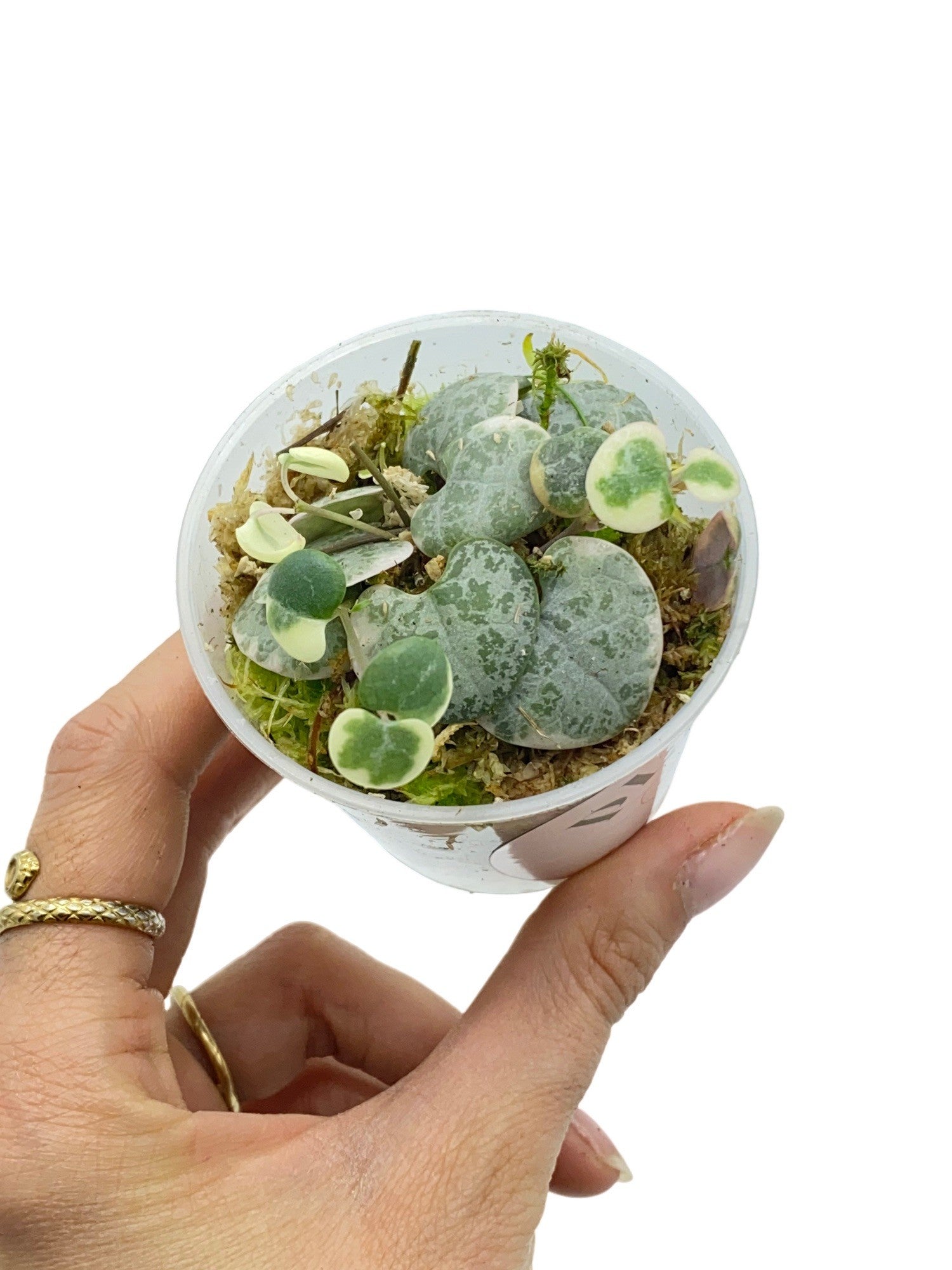 Ceropegia Woodii variegata - plantandstories