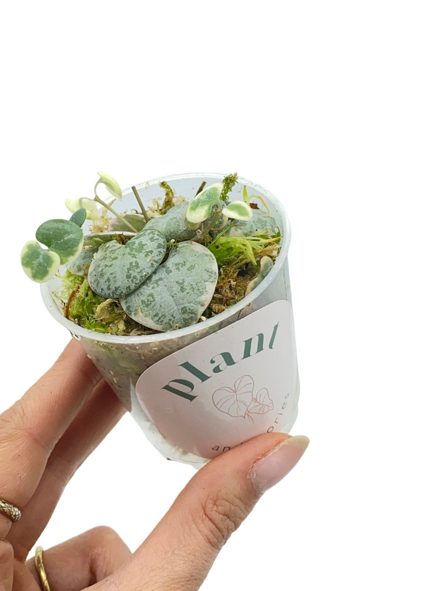Ceropegia Woodii variegata - plantandstories