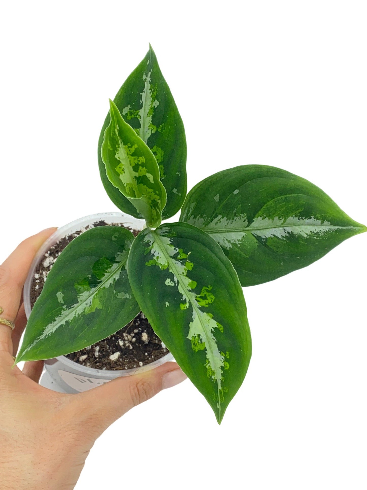 Aglaonema Pictum Tricolor