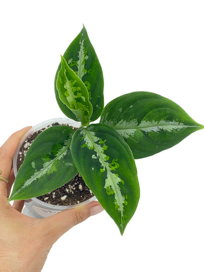 Aglaonema Pictum Tricolor