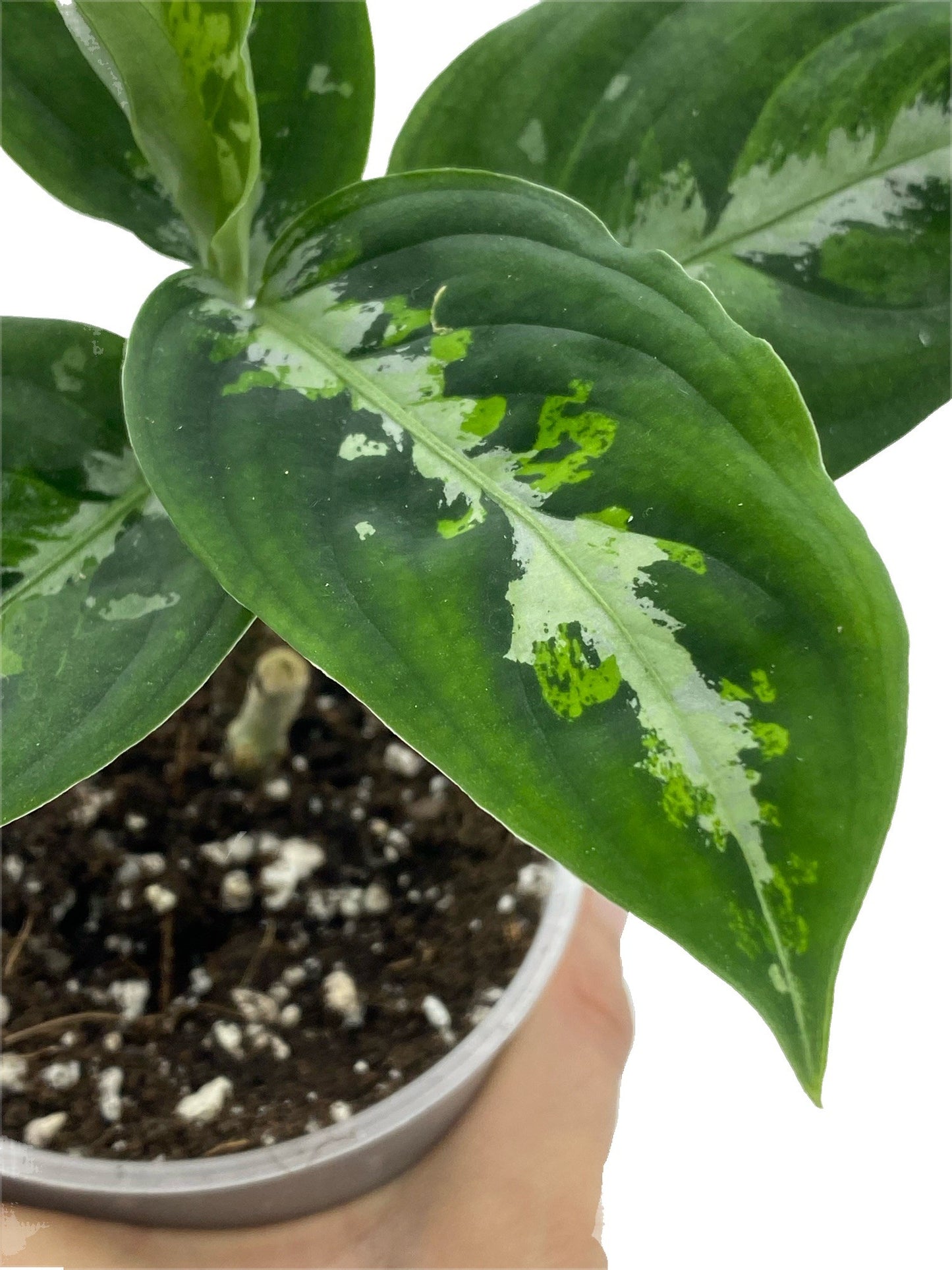 Aglaonema Pictum Tricolor