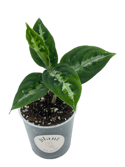 Aglaonema Pictum Tricolor