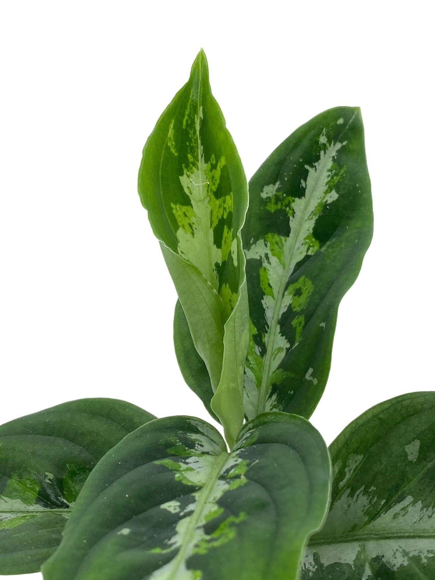 Aglaonema Pictum Tricolor