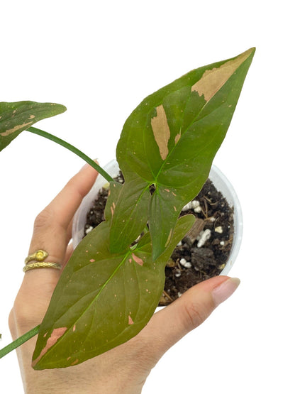 Syngonium Red Spot / Pink Splash