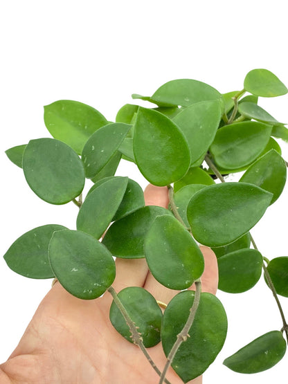 Hoya Chouke