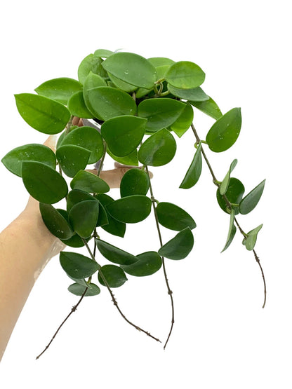 Hoya Chouke