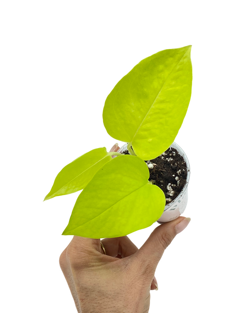 Epipremnum Néon