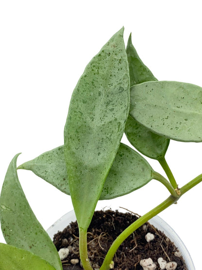 Feuilles vert menthe mouchetées de la plante Hoya Lacunosa Mint dans son pot de culture sur fond blanc