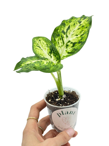 Dieffenbachia Mars