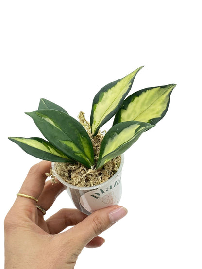 Hoya Carnosa Krimson princess - plantandstories