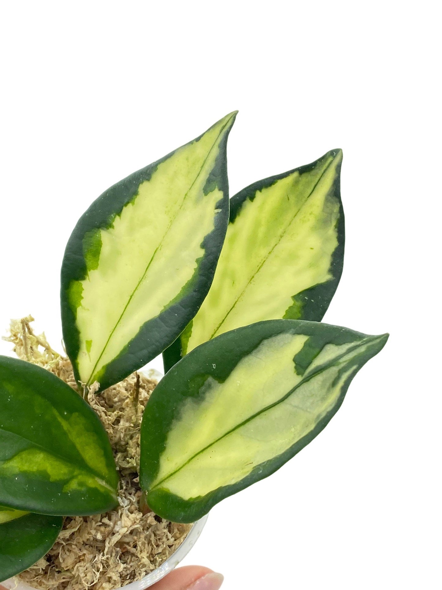 Hoya Carnosa Krimson princess - plantandstories