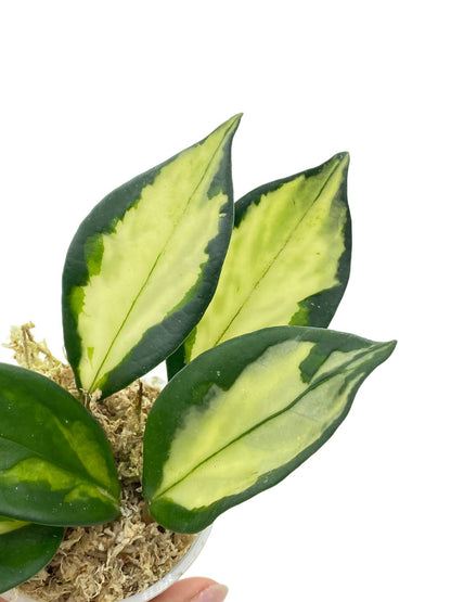 Hoya Carnosa Krimson princess - plantandstories