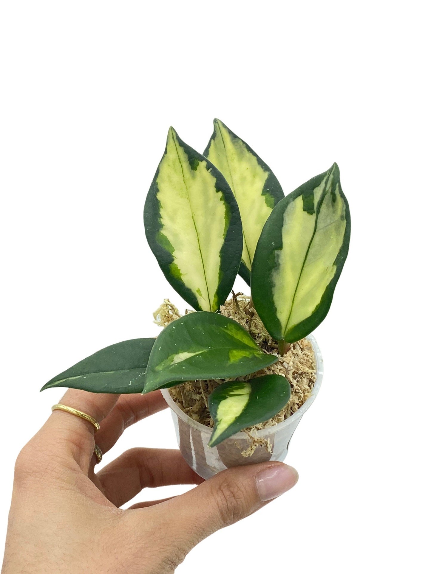 Hoya Carnosa Krimson princess - plantandstories