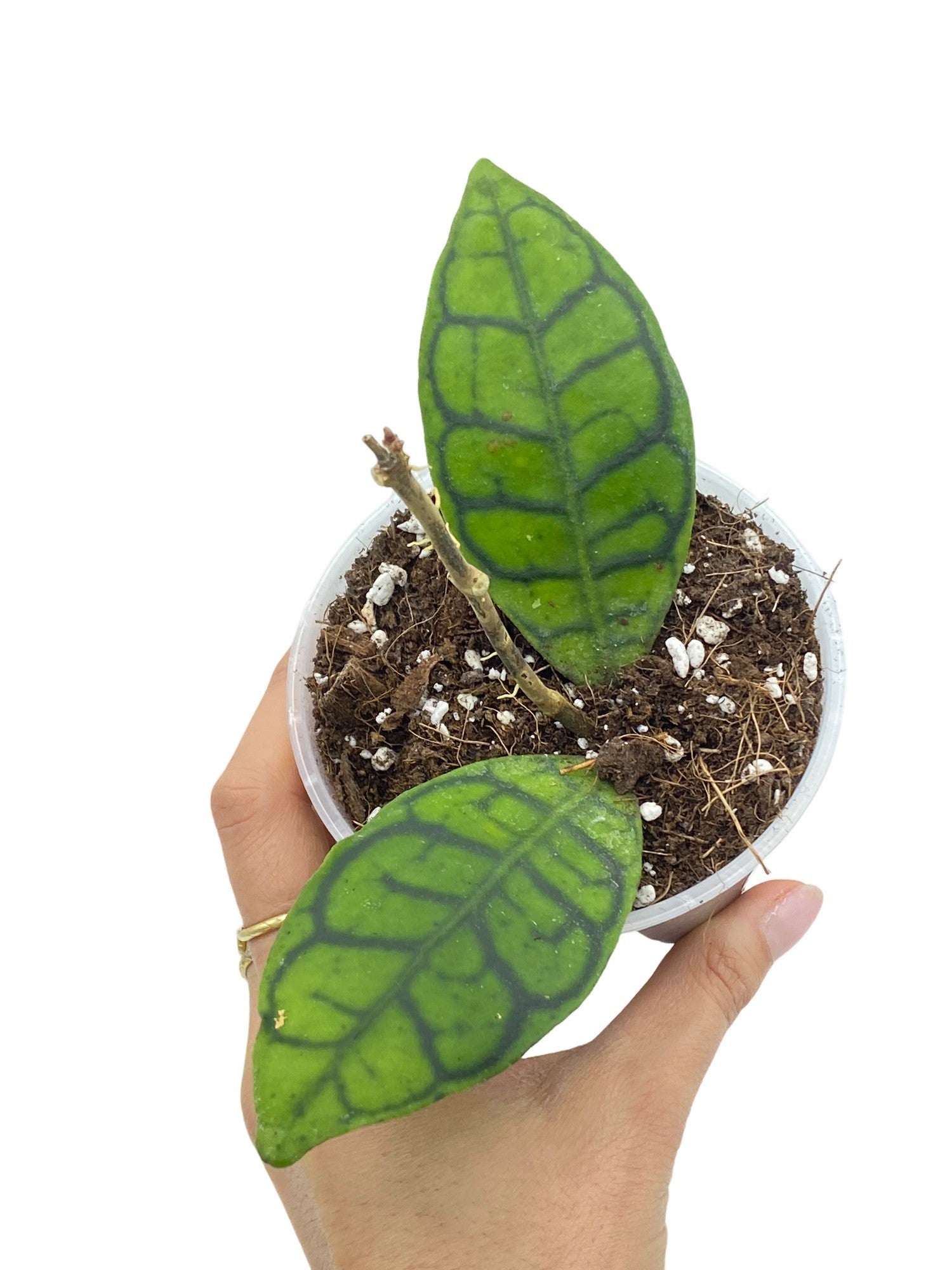 Hoya Callistophylla - plantandstories