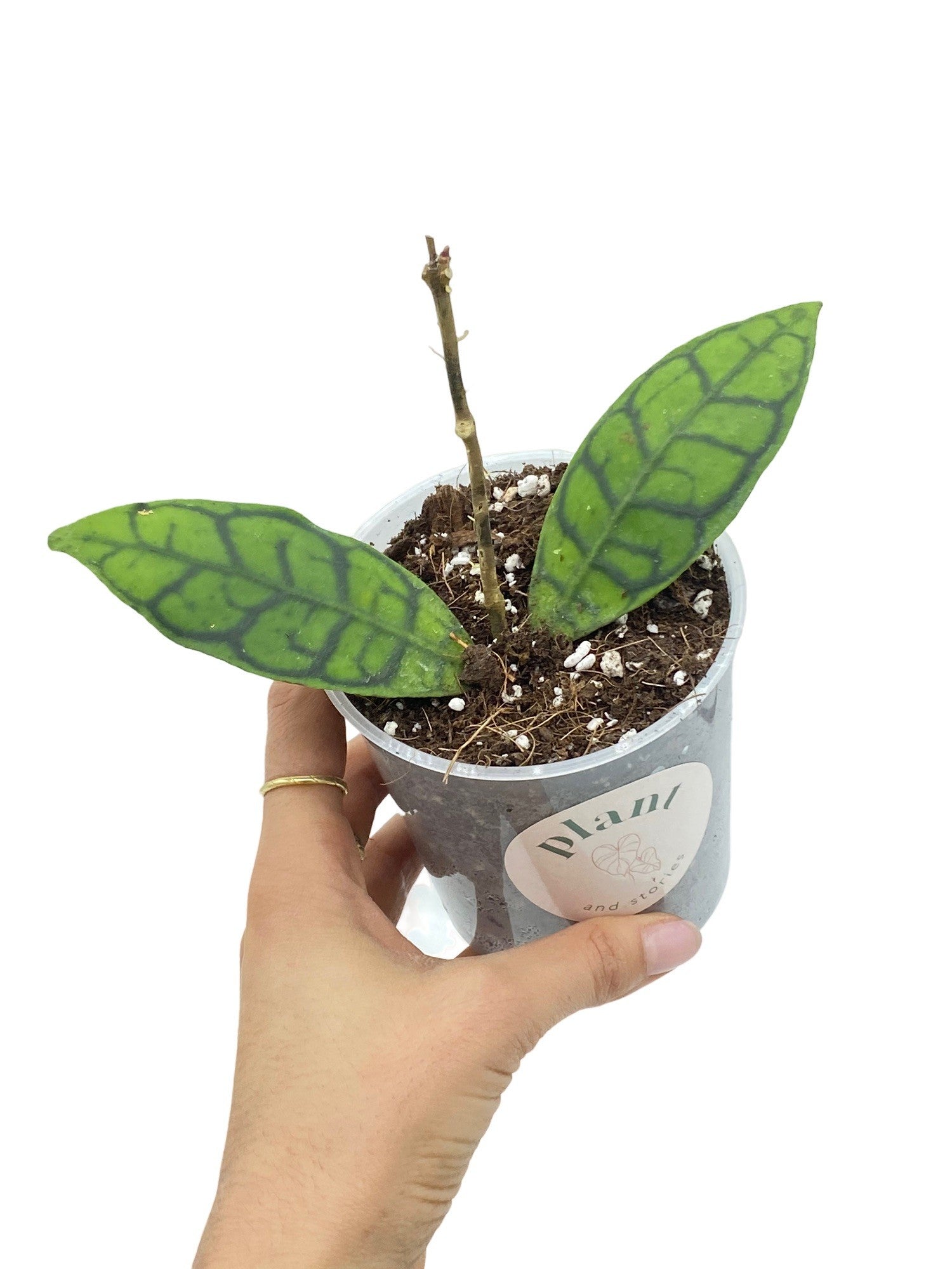 Hoya Callistophylla - plantandstories