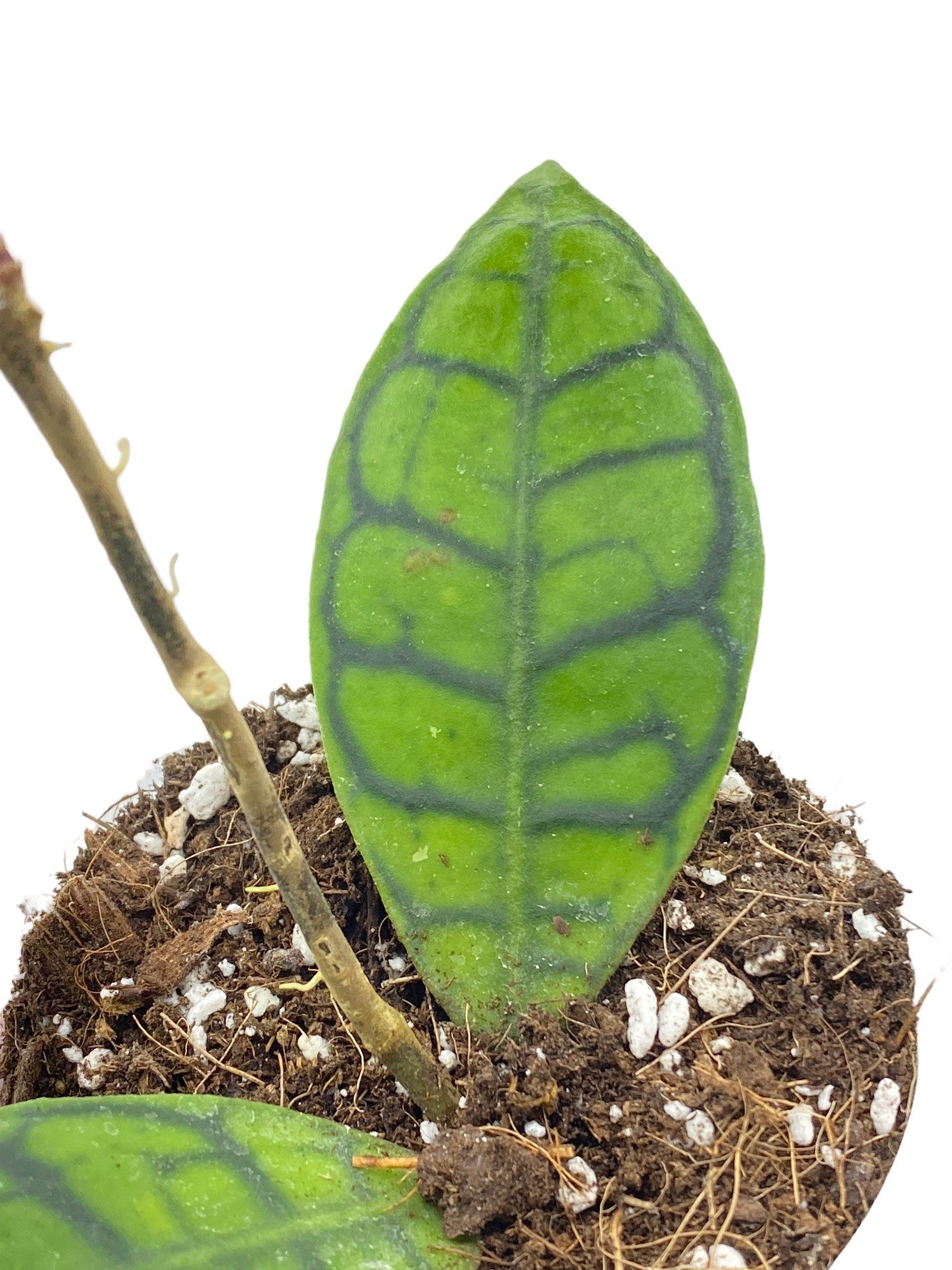Hoya Callistophylla Cutting - Elegant Ribbed Foliage – plantandstories