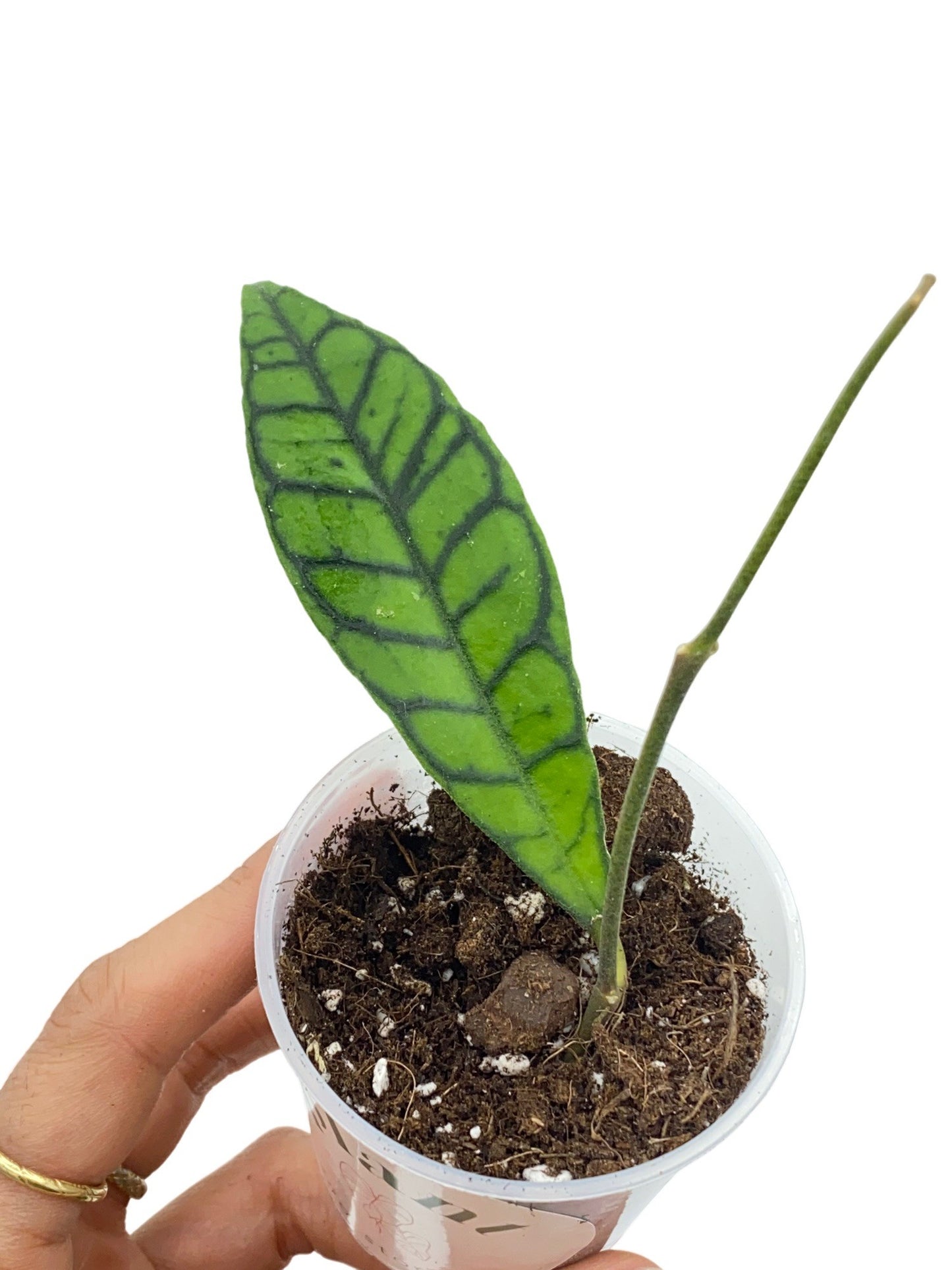 Hoya Callistophylla - plantandstories