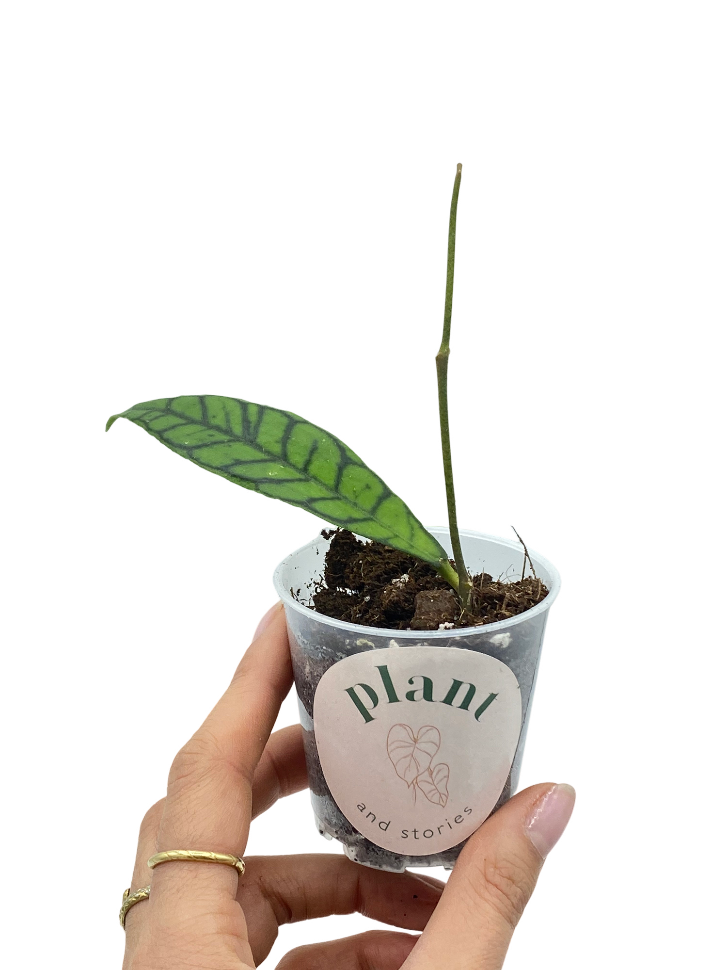レア　ホヤ　Hoya callistophylla narrow カット レア ホヤ Hoya callistophylla narrow カット 【公式通販】