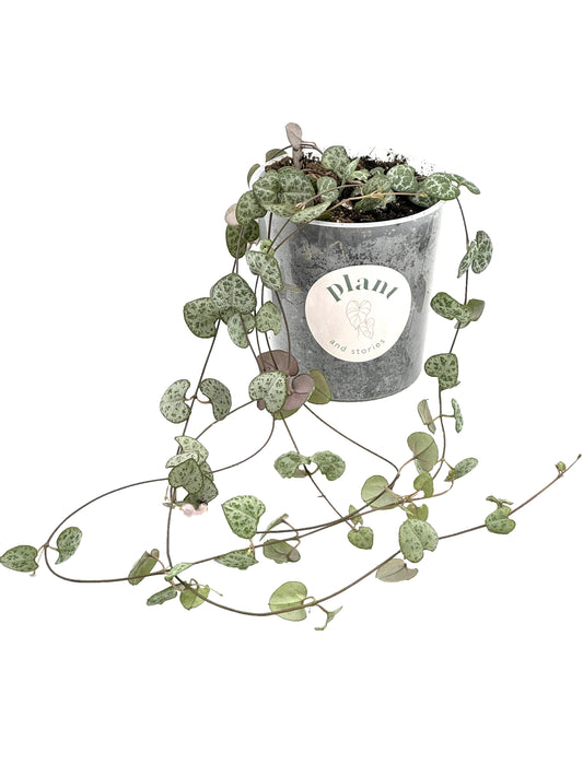 Une Ceropegia Woodii dans un pot en plastique, avec ses tiges retombantes et son feuillage tacheté de vert et de gris