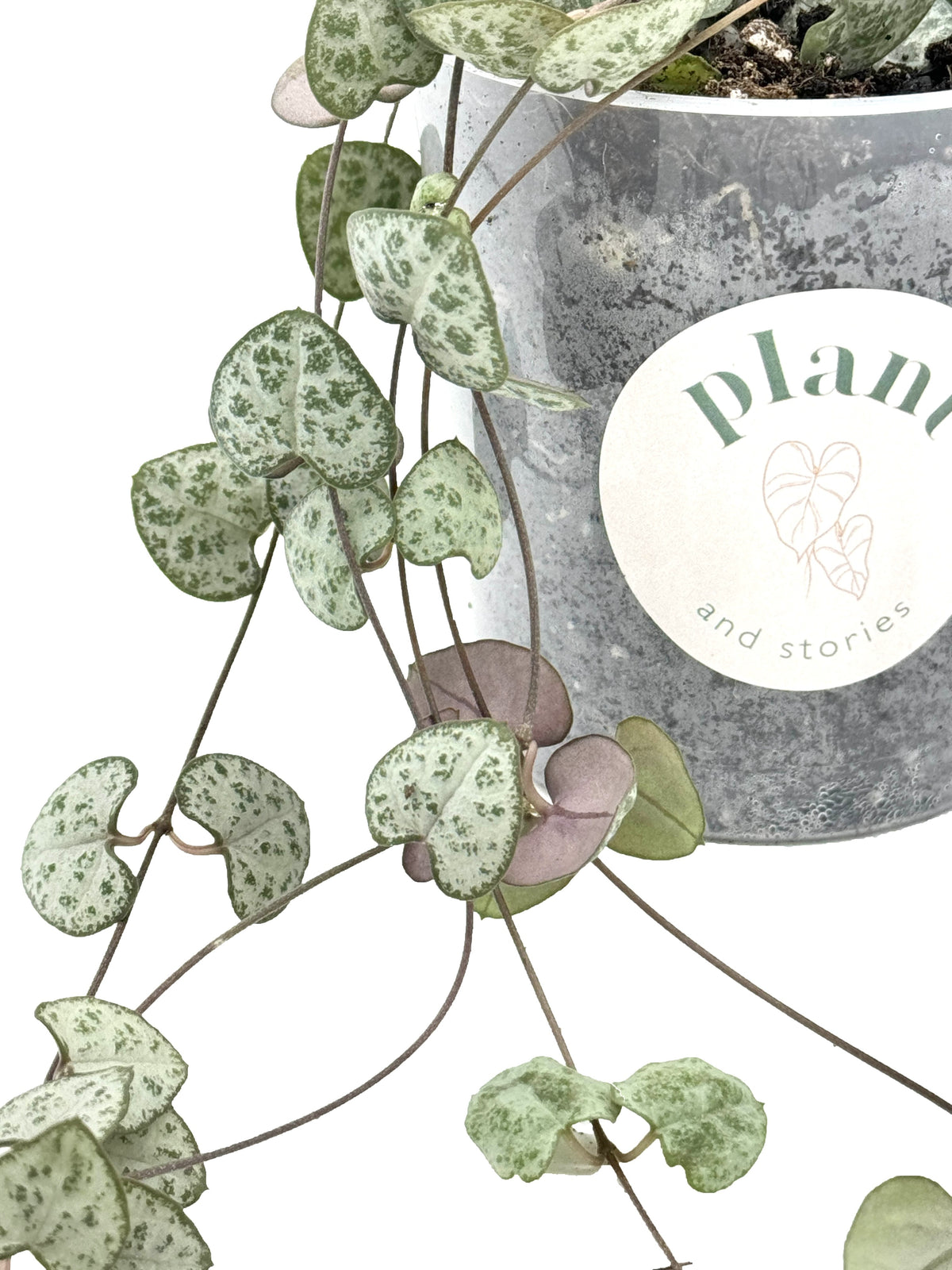 Ceropegia Woodii avec de petites feuilles en forme de cœur gris-vert marbré, sur fond clair