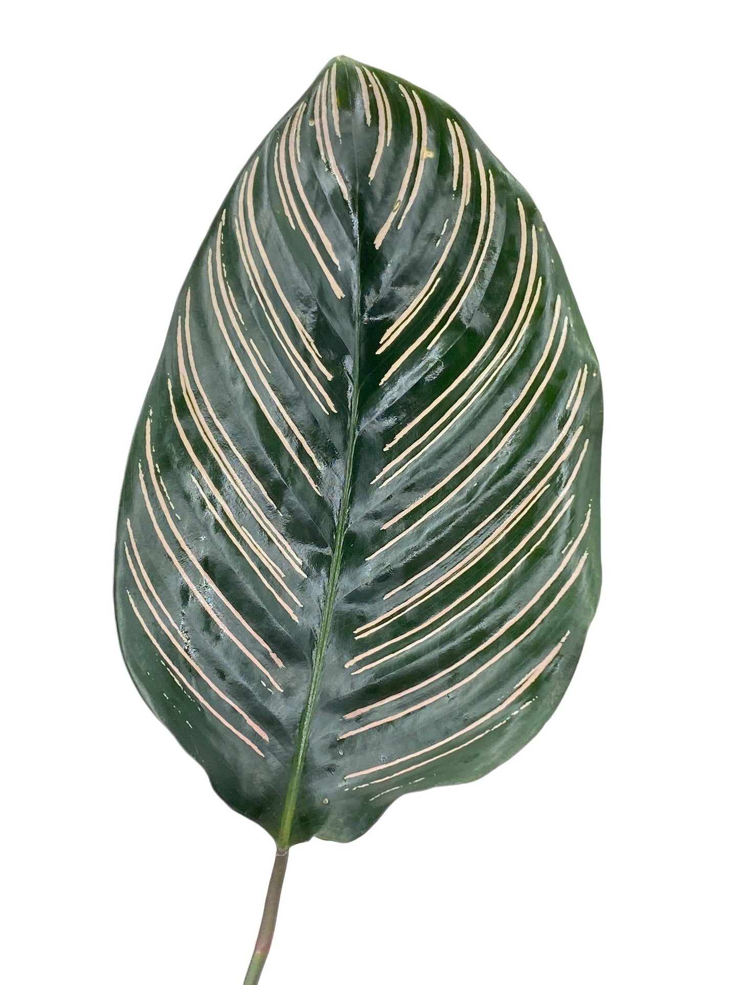 Calathea Ornata