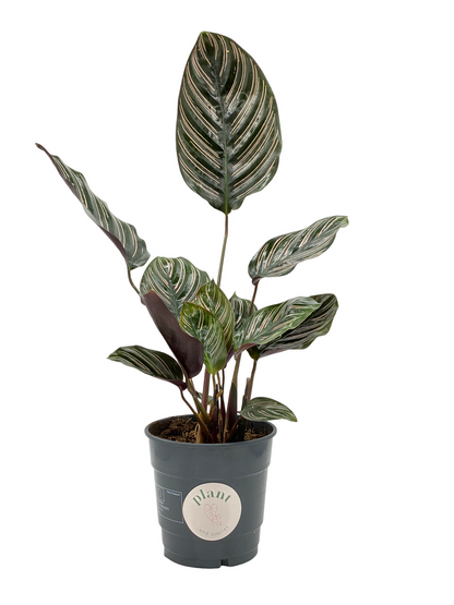 Calathea Ornata